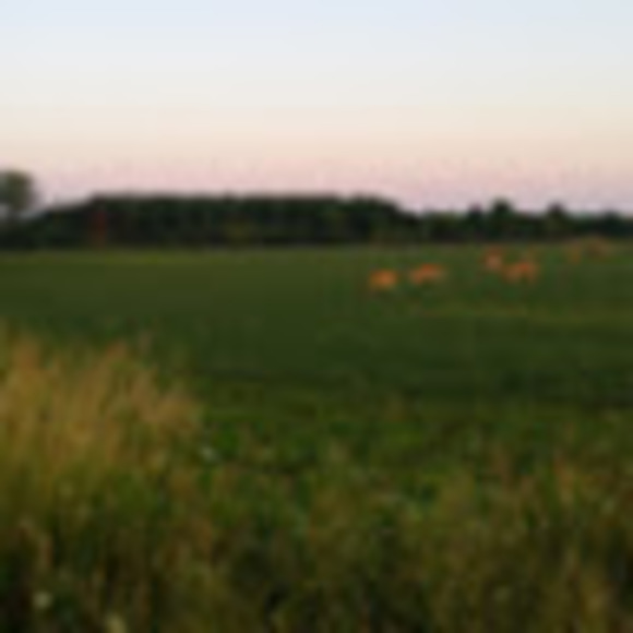 Meet your Posher, choi - Picture 1 of 1